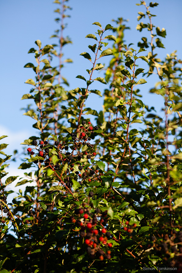 Blackberry bush. Poole Harbour, England. Photographer Simon Tomkinson.