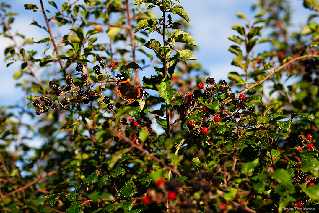 Red Admiral butterflies. Poole Harbour, England. Photographer Simon Tomkinson.