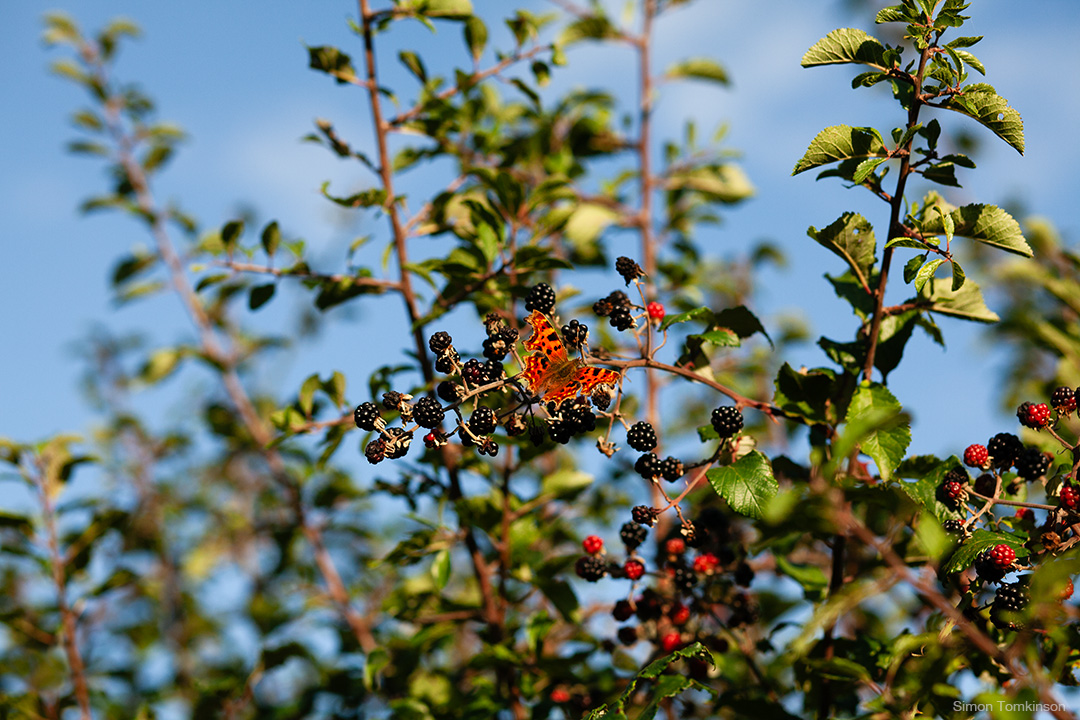 Comma butterfly. Poole Harbour, England. Photographer Simon Tomkinson.