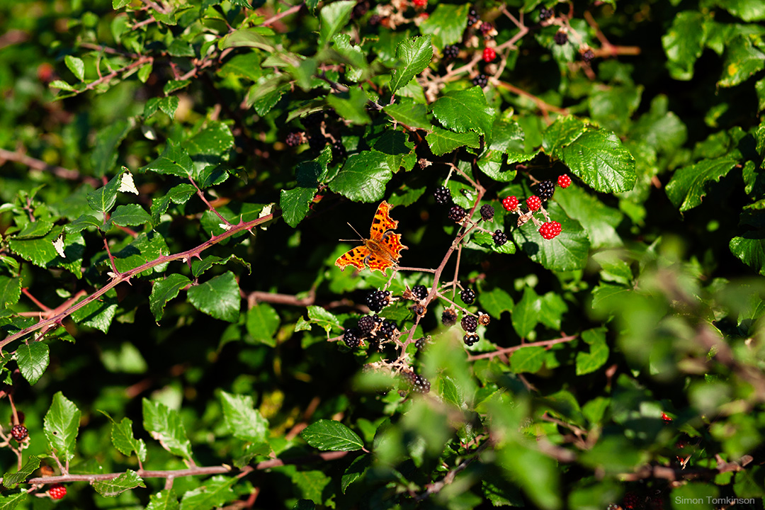 Comma butterfly. Poole Harbour, England. Photographer Simon Tomkinson.
