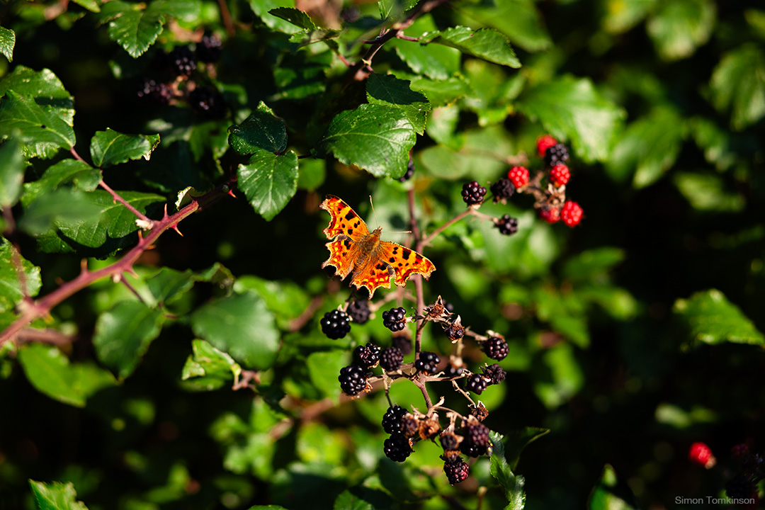 Comma butterfly. Poole Harbour, England. Photographer Simon Tomkinson.
