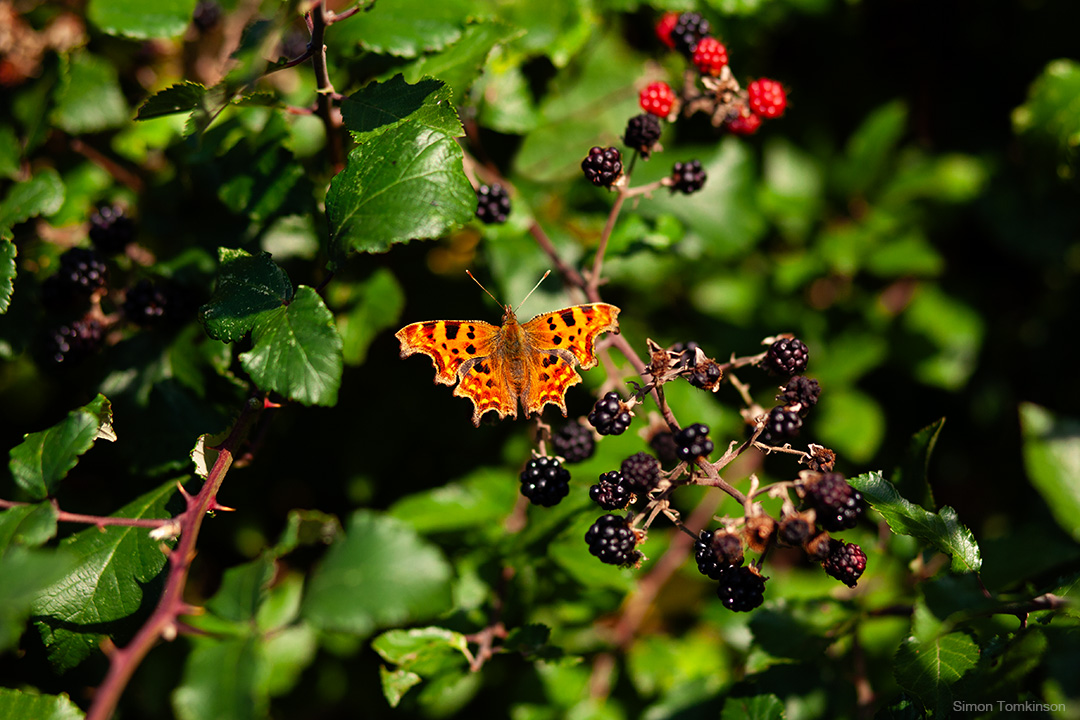 Comma butterfly. Poole Harbour, England. Photographer Simon Tomkinson.