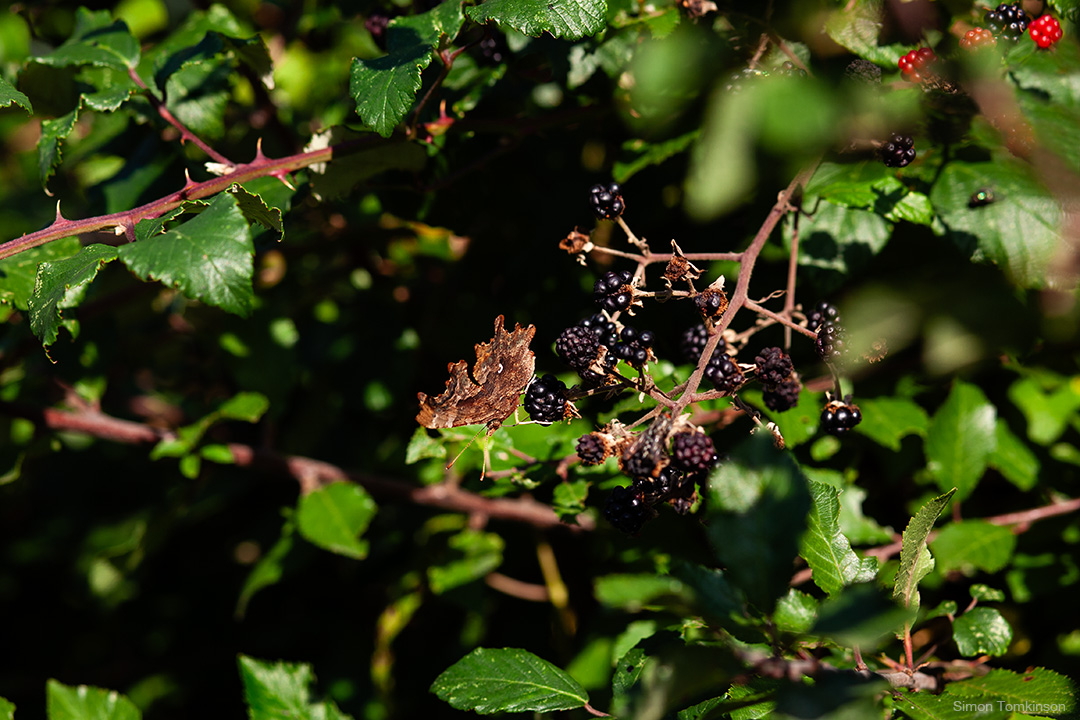Comma butterfly. Poole Harbour, England. Photographer Simon Tomkinson.