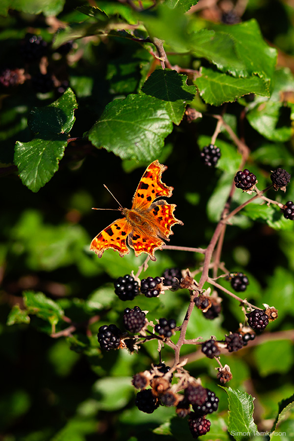 Comma butterfly. Poole Harbour, England. Photographer Simon Tomkinson.