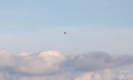Cloud sailing