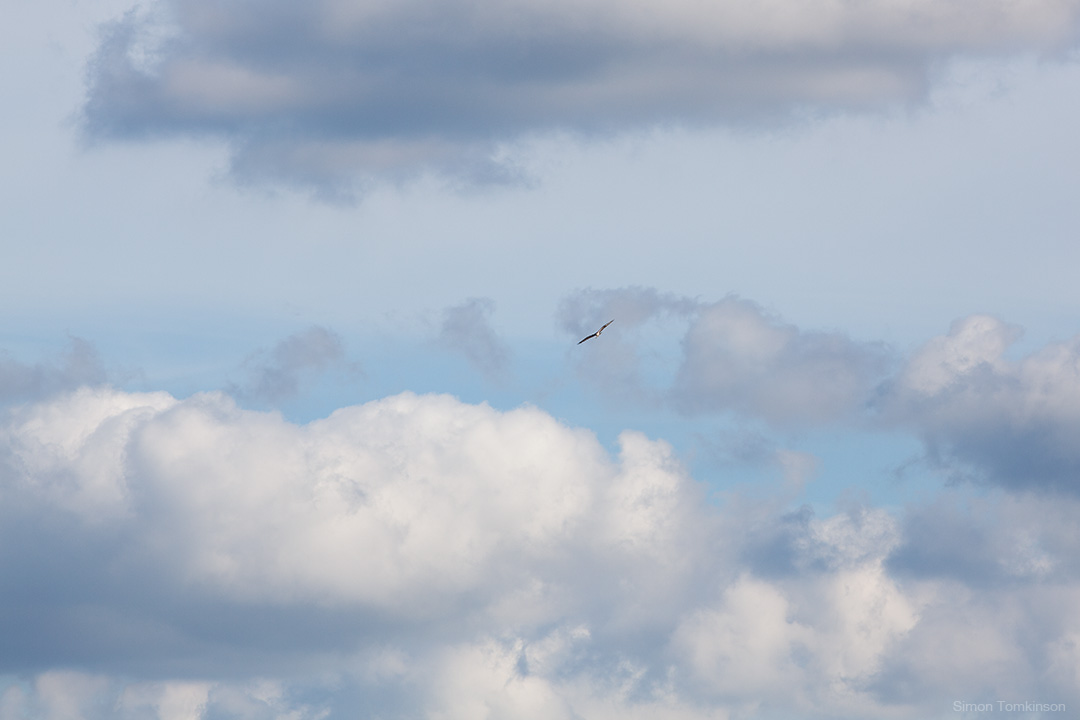 Osprey. Poole Harbour, England. Osprey in flight in clouds. Poole Harbour, England. Summer. Nature. Movement photographer Simon Tomkinson. Prints.