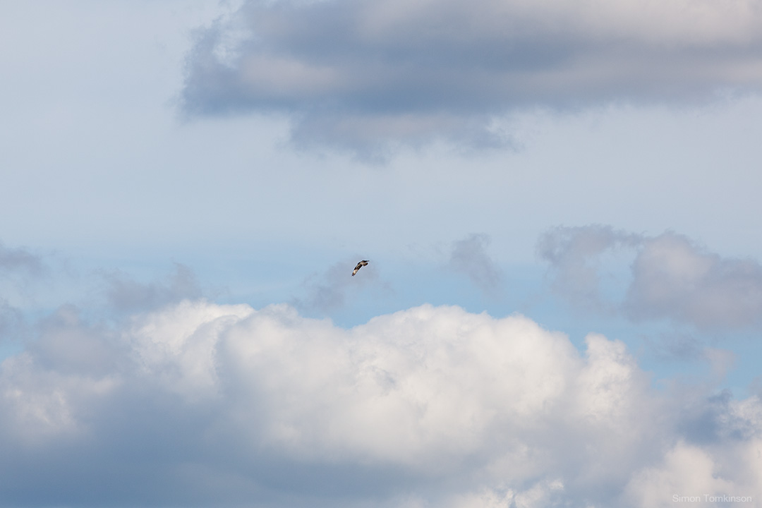 Osprey. Poole Harbour, England. Osprey in flight in clouds. Poole Harbour, England. Summer. Nature. Movement photographer Simon Tomkinson. Prints.