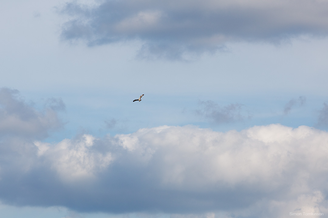 Osprey. Poole Harbour, England. Osprey in flight in clouds. Poole Harbour, England. Summer. Nature. Movement photographer Simon Tomkinson. Prints.