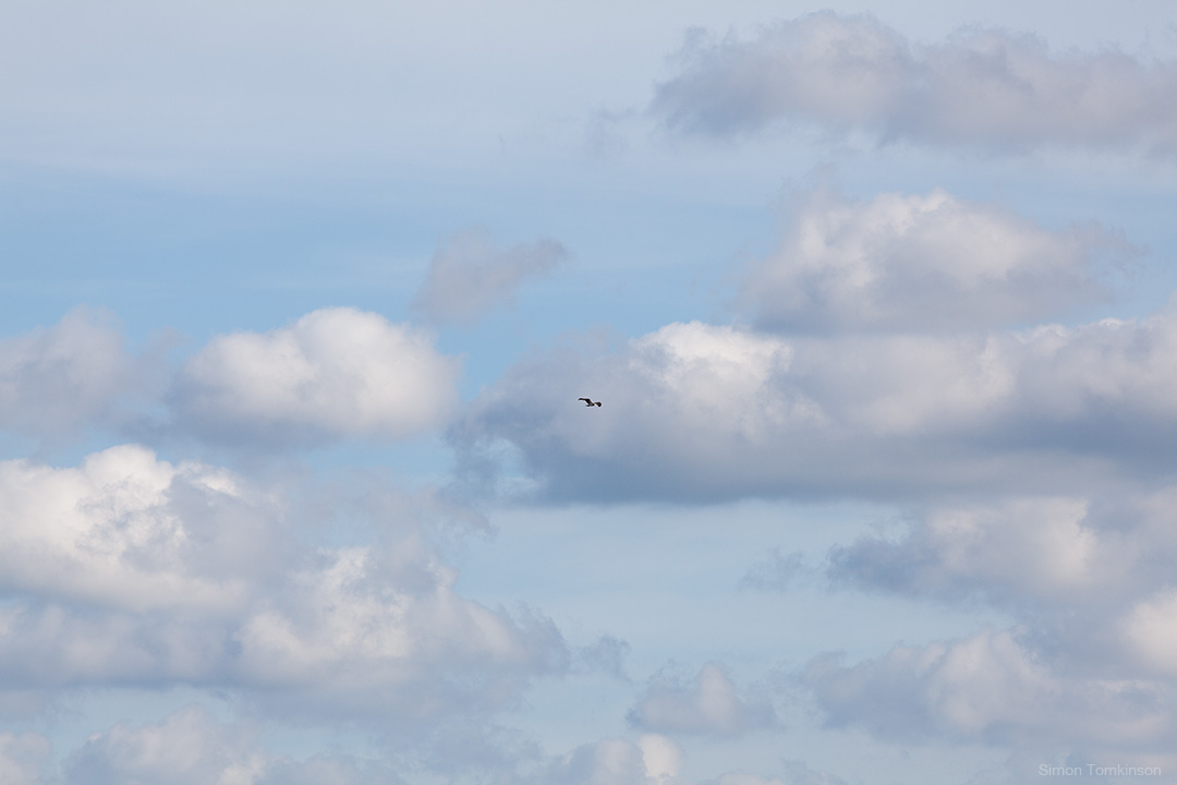 Osprey. Poole Harbour, England. Osprey in flight in clouds. Poole Harbour, England. Summer. Nature. Movement photographer Simon Tomkinson. Prints.