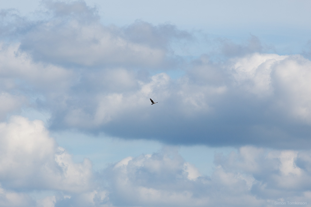 Osprey. Poole Harbour, England. Osprey in flight in clouds. Poole Harbour, England. Summer. Nature. Movement photographer Simon Tomkinson. Prints.