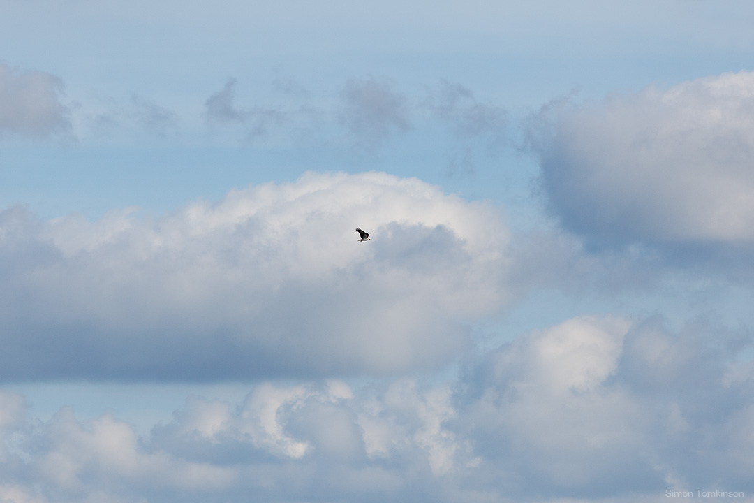 Osprey. Poole Harbour, England. Osprey in flight in clouds. Poole Harbour, England. Summer. Nature. Movement photographer Simon Tomkinson. Prints.