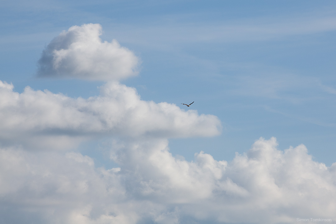 Osprey. Poole Harbour, England. Osprey in flight in clouds. Poole Harbour, England. Summer. Nature. Movement photographer Simon Tomkinson. Prints.