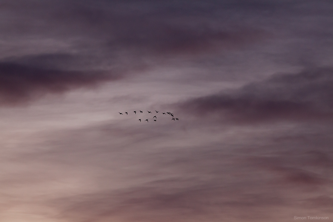 Dawn birds in flight over Poole Bay on the south coast of England. By movement photographer Simon Tomkinson.