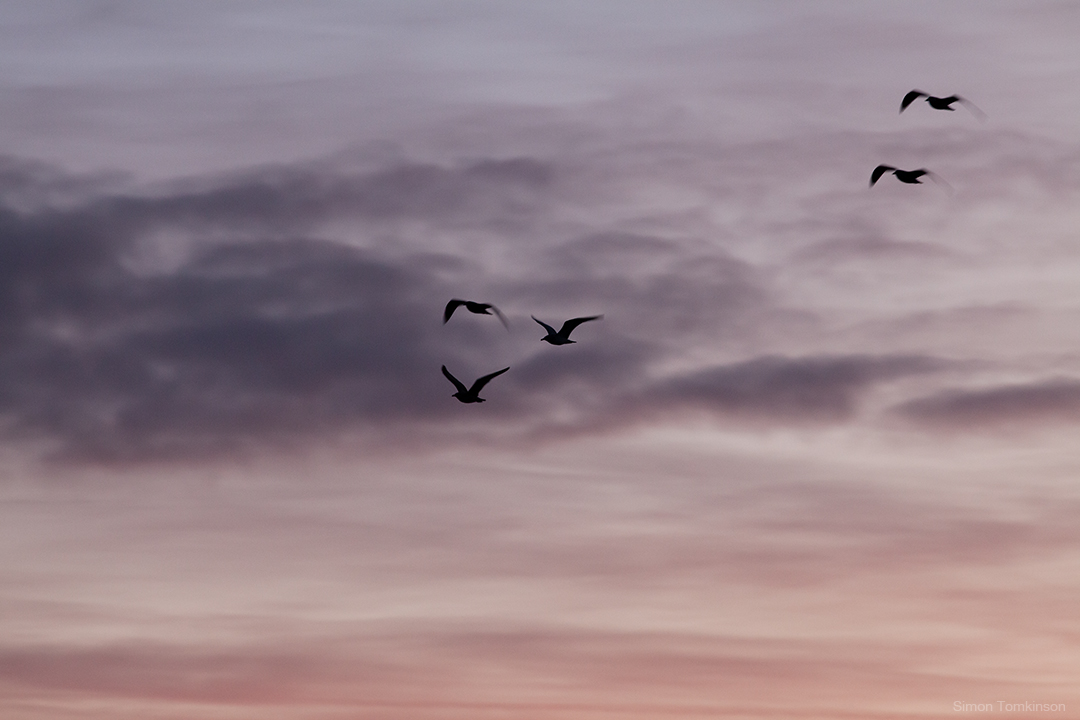 Dawn birds in flight over Poole Bay on the south coast of England. By movement photographer Simon Tomkinson.