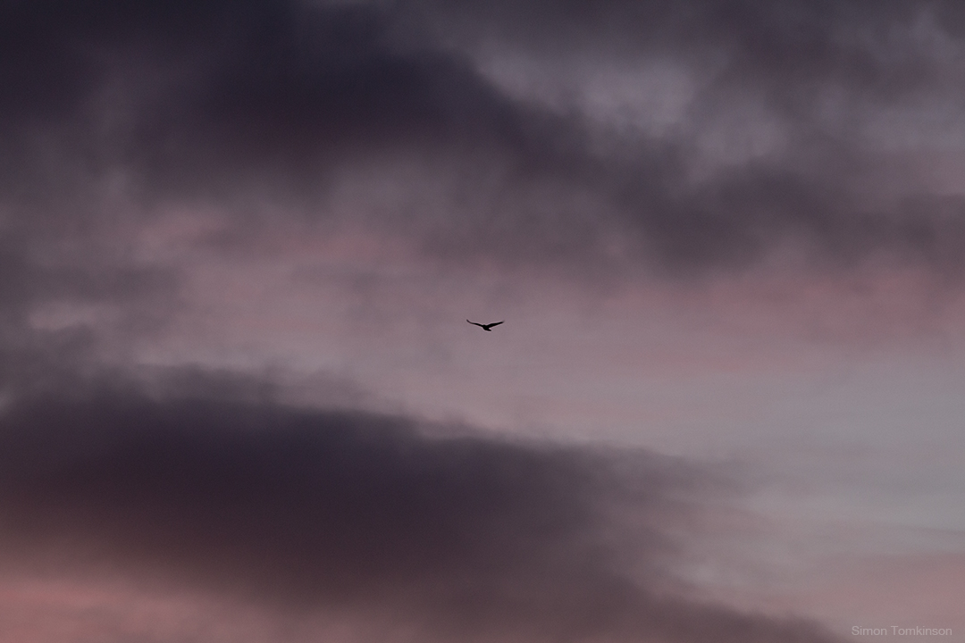 Dawn bird in flight over Poole Bay on the south coast of England. By movement photographer Simon Tomkinson.