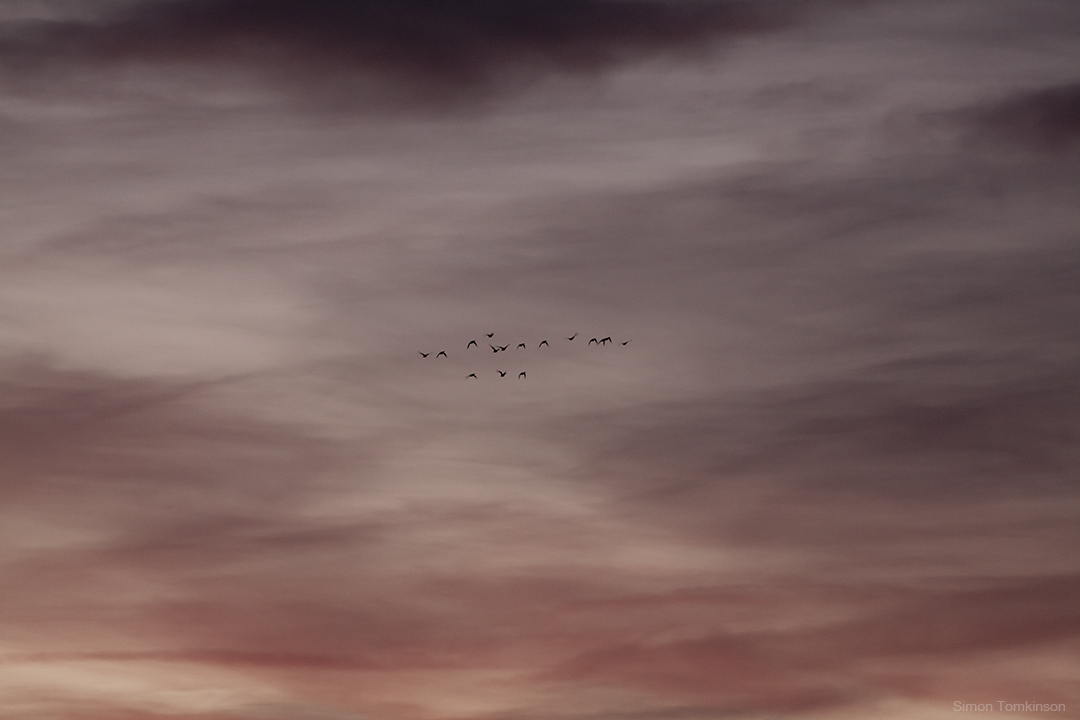 Dawn birds in flight over Poole Bay on the south coast of England. By movement photographer Simon Tomkinson.