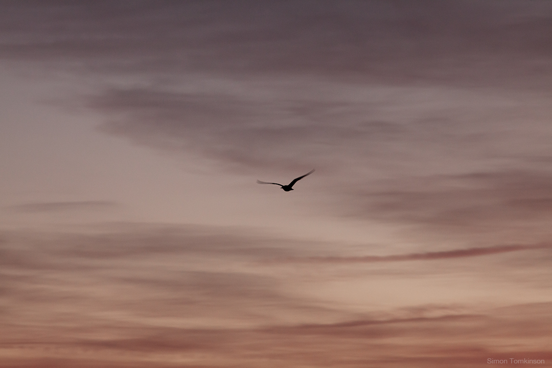Dawn bird in flight over Poole Bay on the south coast of England. By movement photographer Simon Tomkinson.
