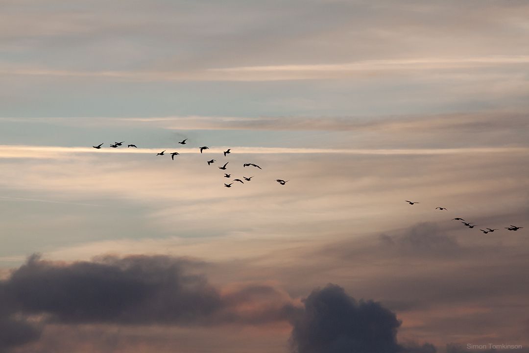 Dawn birds in flight over Poole Bay on the south coast of England. By movement photographer Simon Tomkinson.