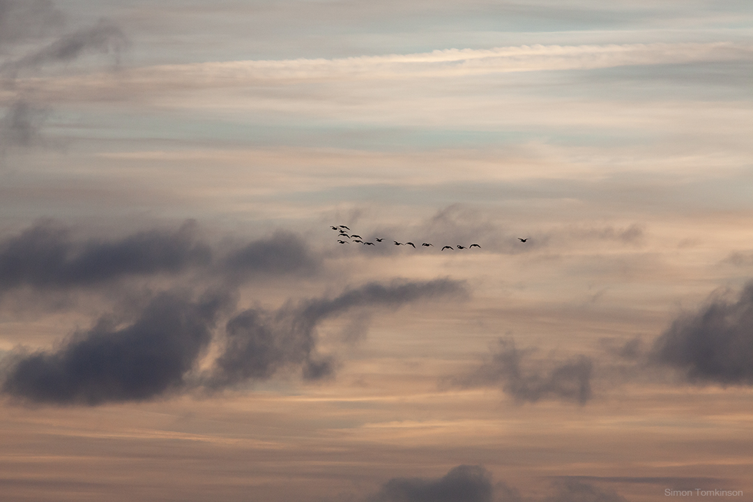 Dawn birds in flight over Poole Bay on the south coast of England. By movement photographer Simon Tomkinson.