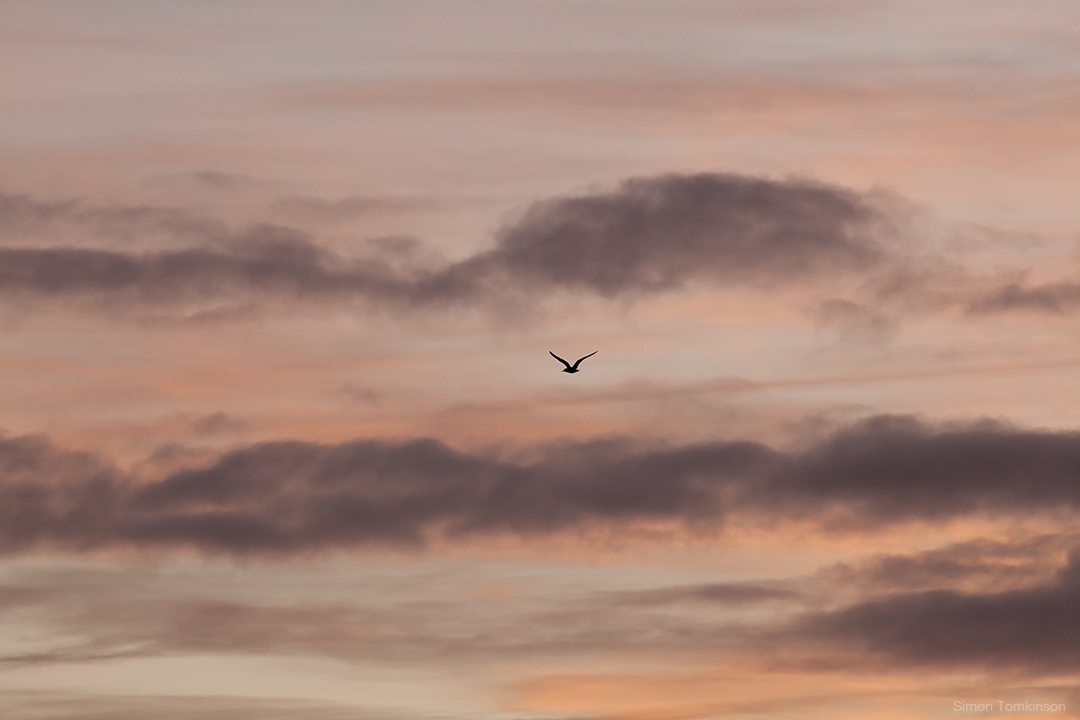 Dawn bird in flight over Poole Bay on the south coast of England. By movement photographer Simon Tomkinson.
