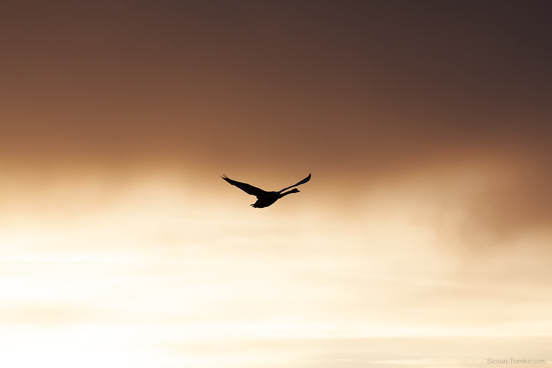 Dawn bird in flight over Poole Bay on the south coast of England. By movement photographer Simon Tomkinson.